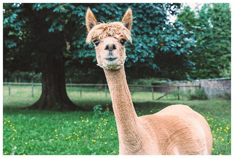 Why Not Alpacas