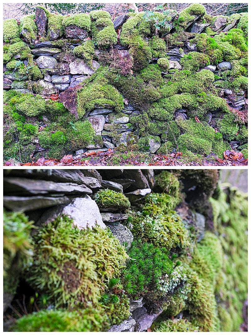 Moss-On-Dry-Stone-Wall