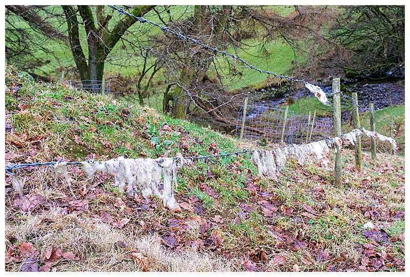 Sheep-Fleece-Fragments-On-Barbed-Wire