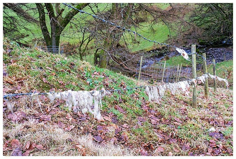 Sheep-Fleece-Fragments-On-Barbed-Wire Sheep-Fleece-Fragments-On-Barbed-Wire