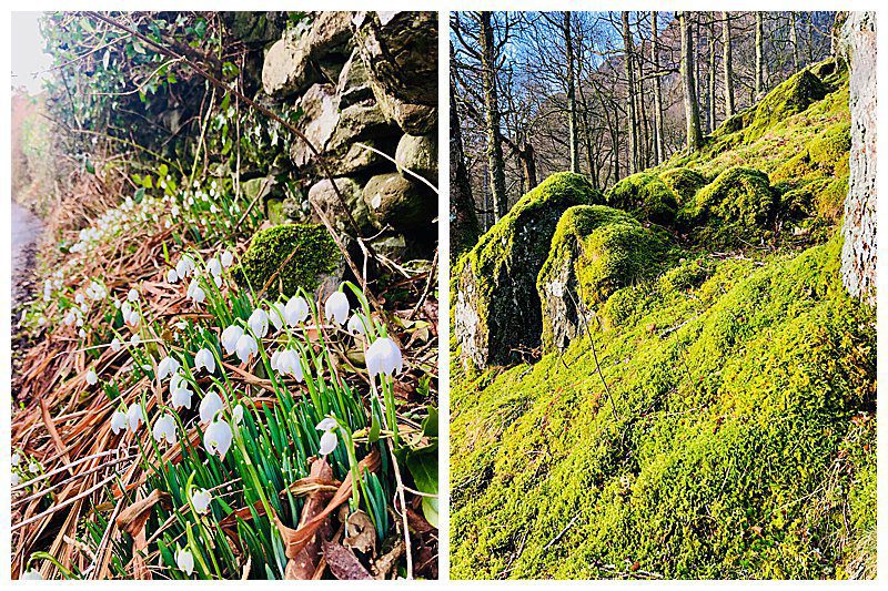 Snowdrops-And-Moss.jpg