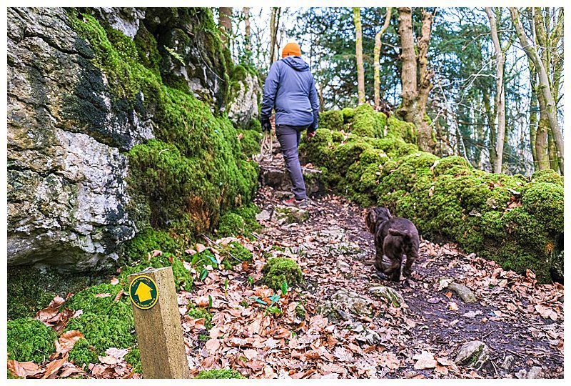 Woodland pathway and dog walking route