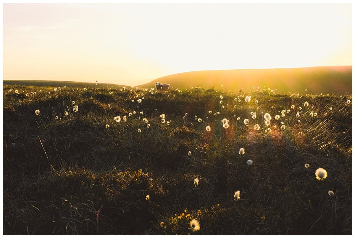 Sheep in a field at sunset